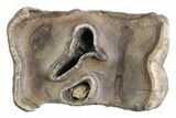 Fossil Woolly Rhino (Coelodonta) Tooth - Siberia #370966-2